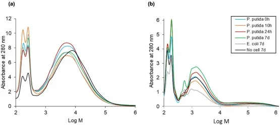 Apparent MM distribution of the acetylated APPL recovered from (a) Indulin and (b) DHP culture supernatant (non-normalized absorbance; mixed C type PL-gel column).
