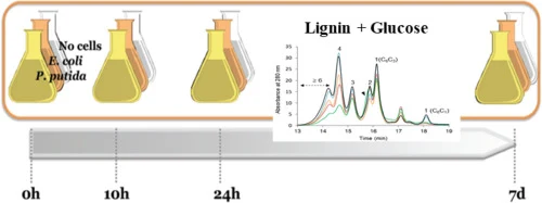 Assessment strategy for bacterial lignin depolymerization: K