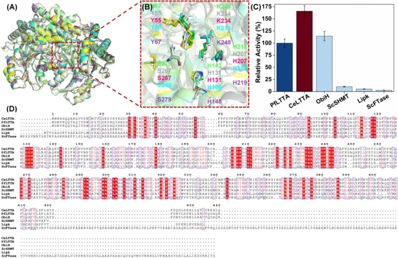 Structural analysis and functional screening of identified LTTA homologs. (A) Structural superimposition of the homology models for six selected LTTAs. CeLTTA (white), PfLTTA (green), LipK (yellow), ScSHMT (cyan), ScFTase (purple), and ObiH (hot pink). (B) Close-up view of the active site. (C) Compa