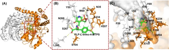 Molecular docking analysis of the CeLTTA active site complexed with the PLP-L-threo-4-MTPS intermediate. (A) Overall tertiary structure of the CeLTTA homodimer. The PLP-L-threo-4-MTPS is docked into the active site cleft. (B) Detailed view of the substrate-binding network. Hydrogen bonding interacti