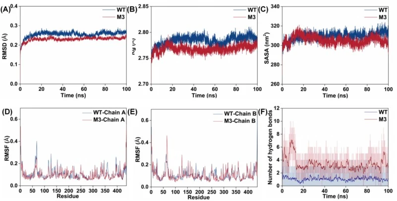 MD simulation analysis of WT and M3 complexes over a 100 ns trajectory. (A) Time-dependent RMSD of backbone Cα atoms. (B) Rg profiles. (C) SASA analysis. (D) RMSF of residues for Chain A. (E) RMSF of residues for Chain B. (F) Time evolution of the number of hydrogen bonds formed between the enzyme a