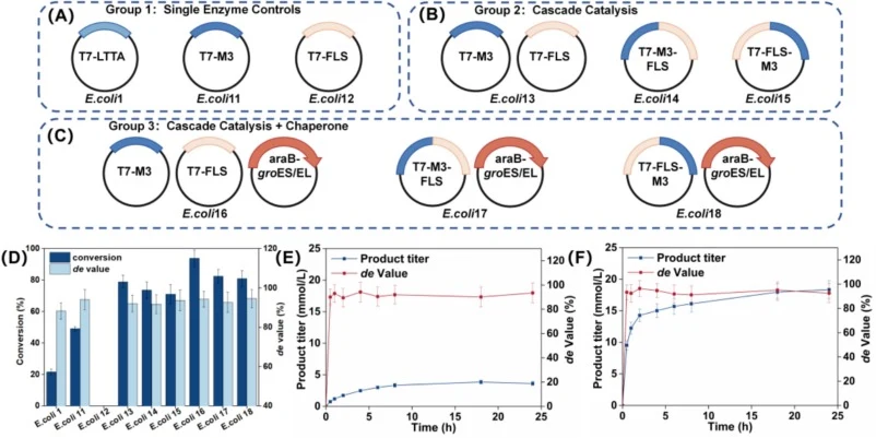 Construction and performance evaluation of the multi-enzyme cascade systems. (A) Group 1: Single-enzyme control strains expressing WT, M3, or FLS alone. (B) Group 2: Cascade systems utilizing dual-plasmid and bicistronic operon configurations. (C) Group 3: Cascade systems utilizing dual-plasmid and