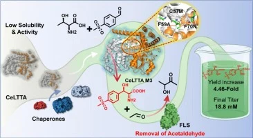 Engineering L-threonine transaldolase and a chaperone assist