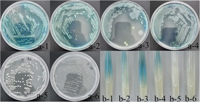 Physical image of the selective culture media for Pseudomonas. Notes: a. Cetrimide Agar; b. Pseudomonas Agar; 1. Pseudomonas aeruginosa cultured at 28 °C; 2. Three kinds of mixed Pseudomonas cultured at 28 °C; 3. Pseudomonas aeruginosa cultured at 36 °C; 4. Three kinds of mixed pseudomonas cultured