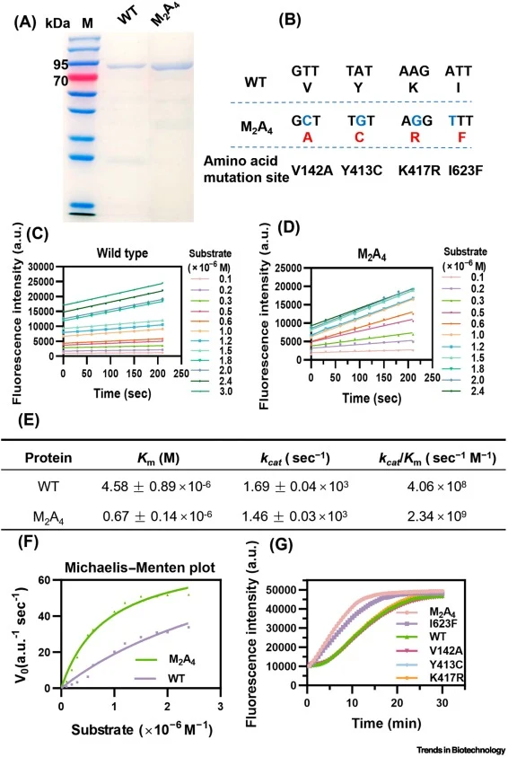 Biochemical characterization and kinetic analysis of WT PfAgo and its mutants. (A) SDS-PAGE analysis of purified WT PfAgo and mutant M2A4. Lane M: 180 kDa protein marker. See also Figure S1. (B) Mutation details of mutant M2A4 at the nucleotide level (blue color) and amino acid level (red color). (C