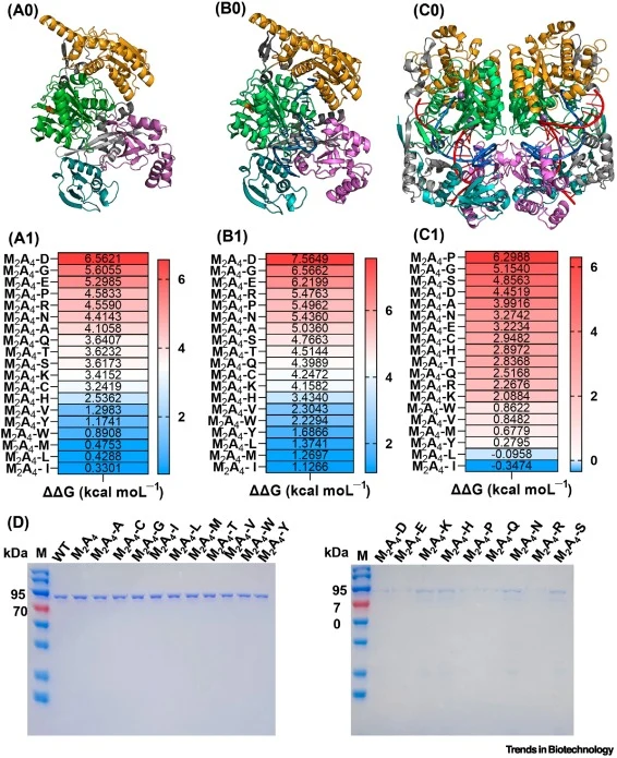 Computational design and experimental validation of amino acid-saturated mutant protein at position 623 of mutant M2A4. (A0, B0, and C0) Structural models of M2A4 mutant in distinct functional states predicted by AlphaFold3: (A0) apo state; (B0) binary complex with gDNA; and (C0) ternary complex wit