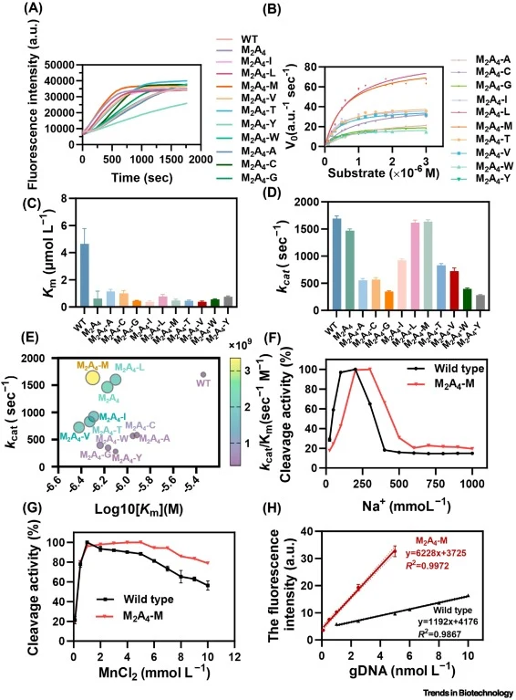 Comprehensive kinetic characterization and enhanced diagnostic performance of engineered PfAgo variants. (A) Representative plots of fluorescence intensity versus time for mutant proteins. Conditions: gDNA, 0.1 μmol l−1; ssDNA-fluorescent quencher reporter, 1.0 μmol l−1; and 97°C. (B) Representative