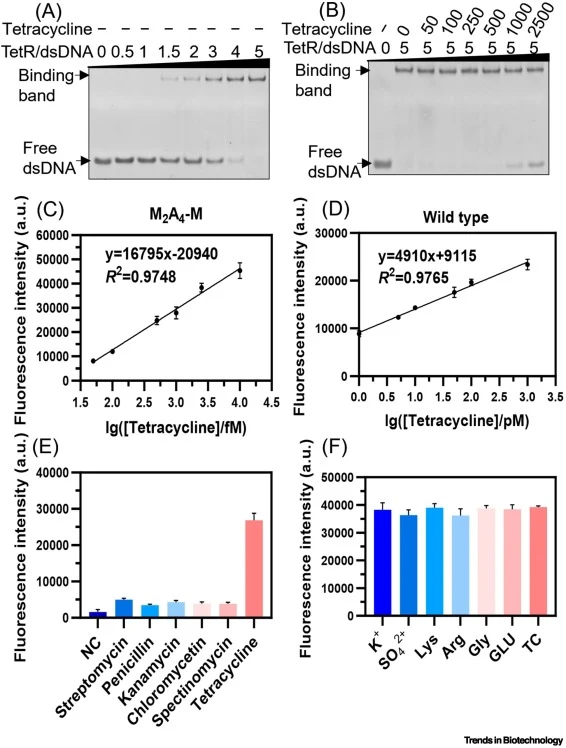 Performance evaluation of the TetR–EXPAR–PfAgo biosensing system for tetracycline detection. (A) PAGE analysis showing the binding of TetR protein to the dsDNA–TetO probe at increasing TetR concentrations, demonstrating formation of the TetR–DNA complex. (B) PAGE analysis of tetracycline-induced dis