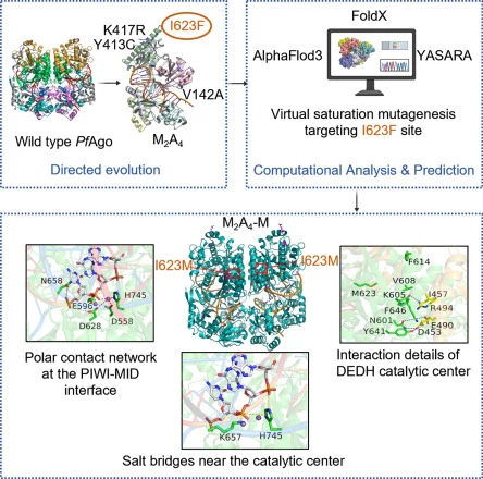 Integrated directed evolution and semirational design of Pyr