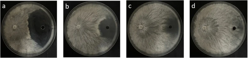 Effects of different temperature treatments on the antifungal activity of the SY01 fermentation supernatant. (a) Control; (b) treated at 40 °C for 30 min; (c) treated at 60 °C for 30 min; (d) treated at 80 °C for 30 min. All assays were performed using cell-free supernatants filtered through a 0.22