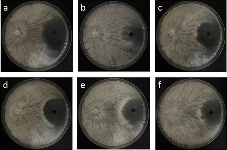 Representative antifungal activity of the SY01 fermentation supernatant under different pH conditions against C. pyri. (a) Control; (b) pH 4; (c) pH 6; (d) pH 7; (e) pH 8; (f) pH 10. All assays were performed using cell-free supernatants filtered through a 0.22 μm membrane to remove residual B. vele
