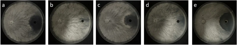 Representative antifungal activity of molecular-weight fractions of the SY01 cell-free fermentation supernatant obtained by sequential dialysis. (a) Unfractionated cell-free fermentation supernatant control; (b) Fraction A (<1 kDa); (c) Fraction C (1-3.5 kDa); (d) Fraction E (3.5-10 kDa); (e) Fracti