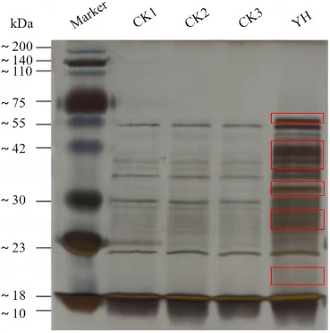 SDS–PAGE analysis of antifungal-related proteins in the fermentation supernatant of B. velezensis SY01. Marker, molecular weight standards (kDa); CK1, fermentation supernatant after centrifugation and dialysis to obtain the >10 kDa fraction; CK2, cell-free supernatant filtered through a 0.22 μm memb
