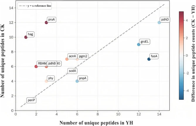 Distribution of unique peptide counts of identified proteins in the CK and optimized fermentation group (YH). Each point represents one identified protein. The x-axis indicates the number of unique peptides detected in the YH group, and the y-axis indicates the number of unique peptides detected in