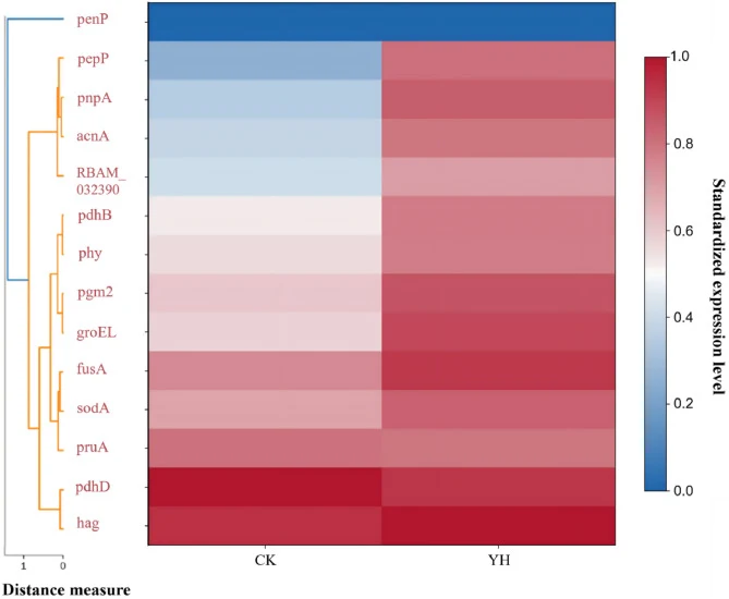 Hierarchical clustering heatmap of proteins showing comparative abundance between the CK and optimized fermentation group (YH). Protein abundance was relatively quantified based on summed peptide peak intensities. Proteins with Score ≥20 and higher abundance in YH were included in the analysis. Upre