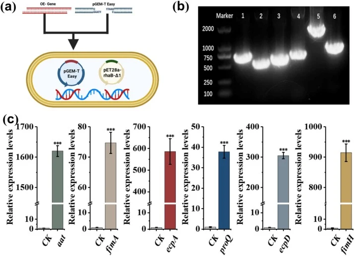 Confirmation of adhesin gene-overexpressing strains. (a) Schematic diagram of the strategy for adhesin gene-overexpressing strains. (b) Identification of adhesin gene-overexpressing strains. Marker: 2000 DNA marker; Lane 1: The primers aat-F/R were used to amplify a 702 bp PCR product from the paren