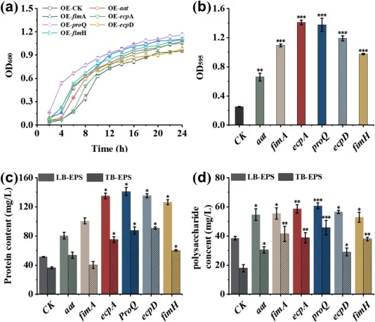 Growth curve, biofilm content and composition of adhesin gene-overexpressing strains. (a) Growth curve of the adhesin gene-overexpressing strains. (b) Biofilm content of adhesin gene-overexpressing strains. (c) Changes in the protein content of LB-EPS and TB-EPS in biofilms produced by adhesin gene-