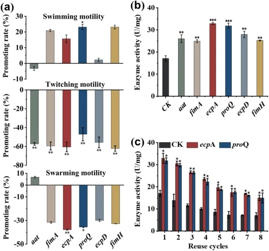 Motility of the adhesin gene-overexpressing strains and enzymatic properties of the corresponding recombinant E. coli biofilm catalysts (a) Swimming, twitching, and swarming motility of adhesin gene-overexpressing strains. (b) Comparison of the enzymatic activity of biofilm catalysts. (c) Reusabilit