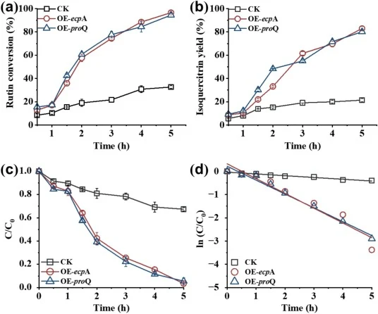 Analysis of the catalytic efficiency and hydrolysis kinetics of biofilm in adhesin gene-overexpressing strains. (a) Biofilms formed by adhesin gene-overexpressing strains increase the conversion rate of rutin. (b) Biofilms formed by adhesin gene-overexpressing strains increase the yield of isoquerci