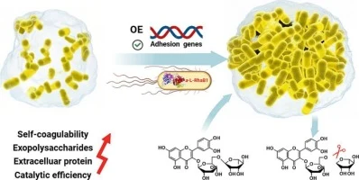 Adhesin gene overexpression stimulates biofilm formation and