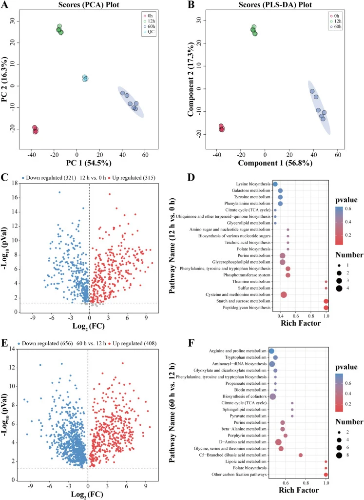 PCA score plot (A) and PLS-DA score plot (B) of non-volatile metabolites during fermentation (0 h, 12 h, and 60 h). Volcano plot (C) and KEGG pathway enrichment bubble plot (D) of differential metabolites (12 h vs. 0 h). Volcano plot (E) and KEGG pathway enrichment bubble plot (F) of differential me