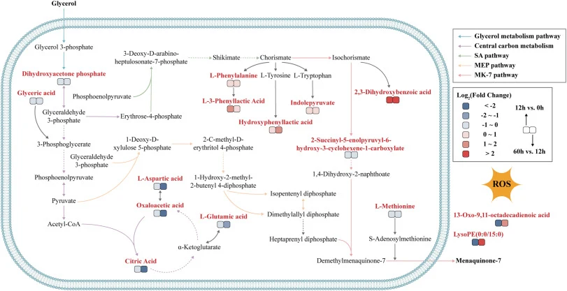 Analysis of the MK-7 biosynthetic pathway and key metabolite changes in two-stage leakage fermentation. Different colored arrows represent distinct metabolic pathways, and colored blocks beneath metabolites indicate relative content changes based on Log2FC values (left: 12 h vs. 0 h; right: 60 h vs.