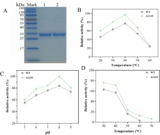 SvMI及其突变体的酶学特性。A：纯化后SvMI及其突变体的SDS-PAGE分析（M：蛋白质分子量标记，1：纯化的SvMI，2：纯化的A124V）。B：温度对纯化的SvMI及其突变体活性的影响。C：pH对活性的影响