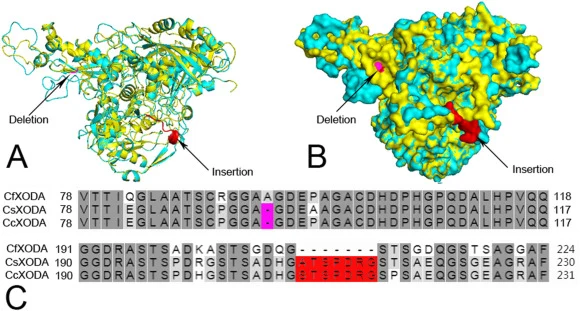 Structure alignment of CfXODA, CsXODA and CcXODA. (A) The structure of CsXODA is displayed in cyan cartoon, aligned with CfXODA in yellow cartoon; the insertion on CfXODA is colored purple, and the insertion on CsXODA is red. For clarity, the quaternary structure of CcXODA is not depicted. (B) CsXOD