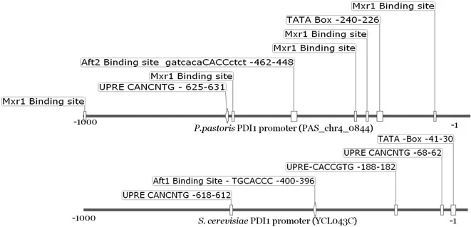 PDI promoter architecture of P.pastoris and S.cerevisiae. Schematic representation of UPRE binding sequences, Aft1, Mxr1 transcription factor binding sequences in PDI promoter sequences of S. cerevisiae and P. pastoris by manual curation. P. pastoris methanol expression regulator 1 (Mxr1) is a homol