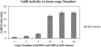 Gene copy number versus CalB activity of pPDI1-nsBCalB-3'AOX clones in shake flask expression. From the graph it is observed that by increasing copy number there is a gradual increase in the CalB activity upto 11 copy clone but there is no significant increase in 20 copy clone. Data are the means ±