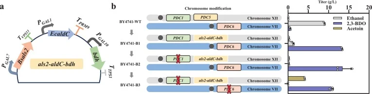 Construction and identification of dominant-metabolism compromised intermediate-chassis. (a) Schematic of gene overexpression for 2,3-BDO production. (b) Process of constructing DMCI chassis and its fermentation performance. ALDC: acetolactate decarboxylase, Bdh: butanediol dehydrogenase, BsALS2: ac
