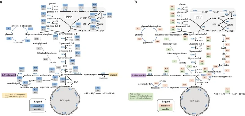 Metabolic flux rate and theoretical yield of 2,3-BDO production under anaerobic and aerobic conditions by model ecYeast 9.0. (a) Analysis of metabolic flux for 2,3-BDO synthesis without knocking out PDC1, PDC5, and PDC6 under anaerobic and aerobic conditions. (b) Analysis of metabolic flux for 2,3-B