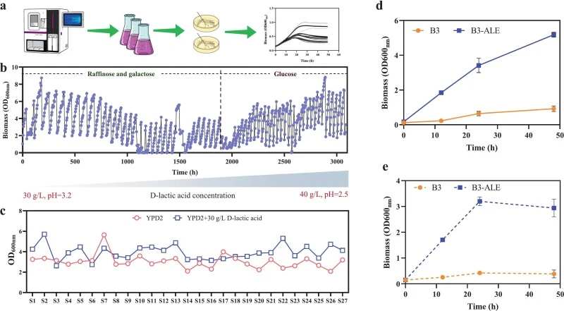 ALE and phenotypic validation of a d -lactic acid-tolerant yeast strain. (a) ALE workflow from strain construction to fitness monitoring. (b) Evolution dynamics over 100 days, with increasing d-lactic acid stress and a carbon-source switch from raffinose/galactose to glucose. (c) Growth of intermedi