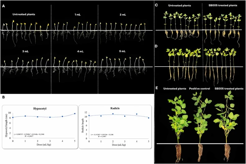 Agronomic validation of the fermented broth obtained from the bioprocess of Bacillus amyloliquefaciens SB005, showing (A) the soybean germination curve performed using the paper roll method, (B) the dose-dependent response of hypocotyl and radicle development in plants treated with SB005, (C) germin