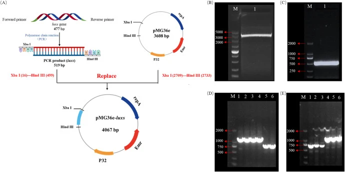 Results of the construction of Lactiplantibacillus plantarum HRB1 pMG36e and Lactiplantibacillus plantarum HRB1 pMG36e-luxS. Construction of expression vector pMG36e (A). Linearization result of the pMG36e plasmid (B): band M was marker and band 1 was enzyme digestion pMG36e result. Result of nuclei