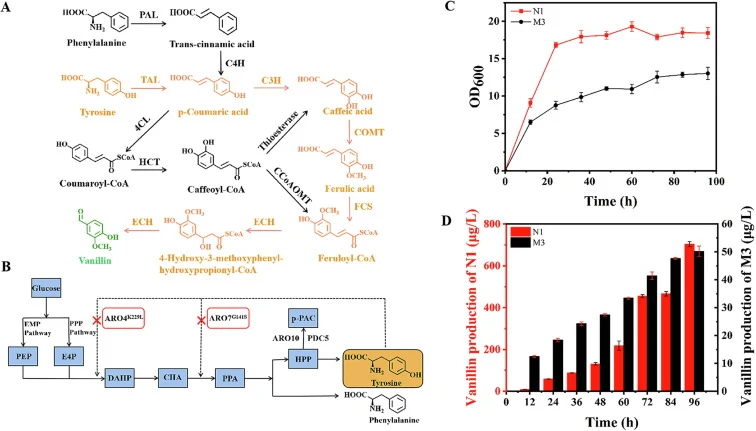 (A) Schematic illustrate of vanillin biosynthetic in S. cerevisiae with two precursors. PAL: phenylalnine ammonia lyase; TAL: tyrosine ammonia lyase; C3H: 4-coumarate 3-hydroxylase; C4H: cinnamate-4-hydrosylase; 4CL: 4-coumarate coenzyme A ligase; HCT: hydroxycinnamoyl transferase; CCoAOMT: caffeoyl