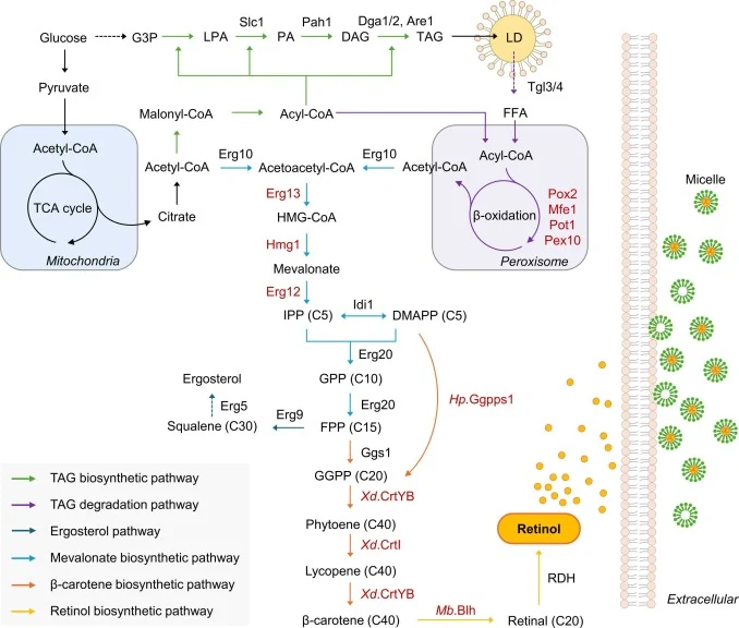 Retinol biosynthetic pathways in Y. lipolytica. Colored arrows denote the TAG biosynthetic pathway (green), TAG degradation pathway (purple), ergosterol pathway (blue), mevalonate pathway (light blue), β-carotene pathway (orange), and retinol pathway (yellow). Gene overexpression by additional copy