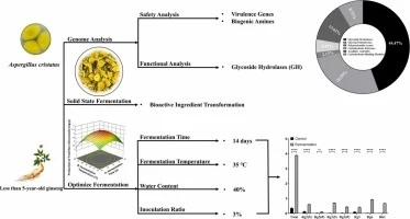 Enhanced production of rare ginsenosides in ginseng aged und
