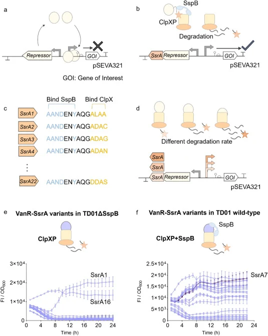 Construction of the VanR-SsrA expression system using different SsrA tags in Halomonas bluephagenesis. (a) Schematic of the repressible inducible system: the repressor is translated and binds to its cognate promoter, thereby blocking transcription of the gene of interest. (b) Schematic of repressor
