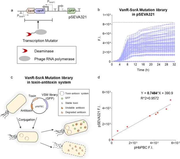 Construction of a VanR-SsrA mutation library via a highly efficient orthogonal transcription mutagenesis system. (a) The schematic of the transcription mutagenesis system: the transcription mutator recognizes the PMmP1 promoter sequence and introduces directed point mutations into the target vanR-ss
