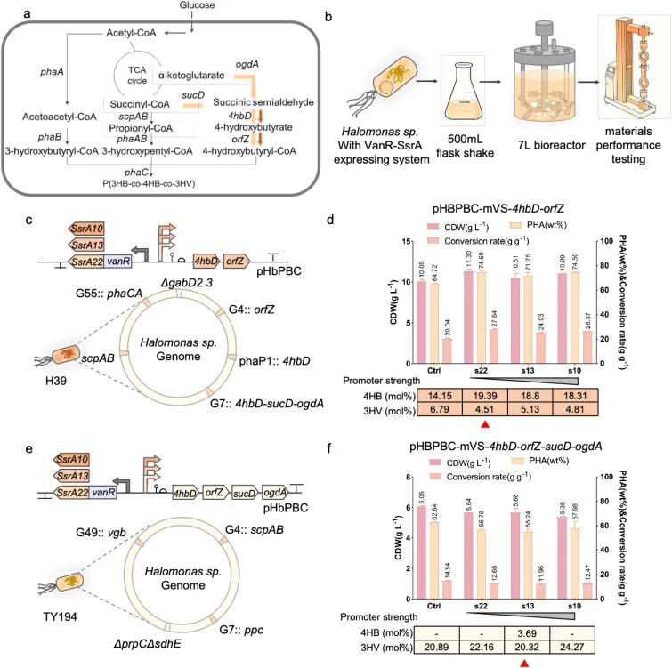 VanR‑SsrA‑mediated regulation of P(3HB‑co‑4HB‑co‑3HV) monomer composition in Halomonas bluephagenesis. (a) Schematic of the metabolic pathway for P(3HB‑co‑4HB‑co‑3HV) biosynthesis. (b) Performance evaluation of H. bluephagenesis strains carrying the Van‑SsrA expression system. Cells were cultivated