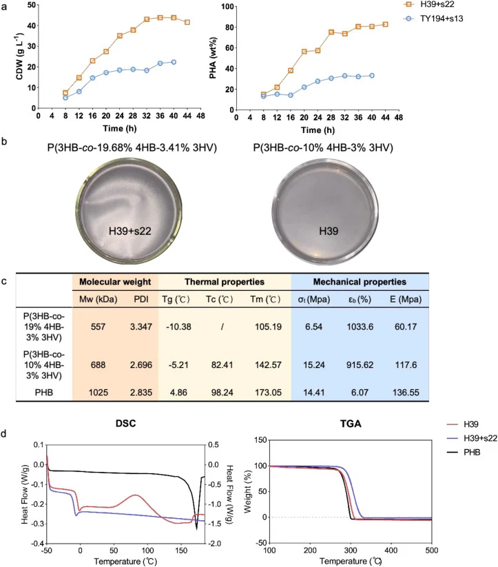 P(3HB-co-4HB-co-3HV) production in 7-L bioreactor and material properties. (a) CDW and P(3HB-co-4HB-co-3HV) content (wt%) of recombinant strains H. bluephagenesis H39+s22 and TY194+s13 cultivated in a 7-L bioreactor. (b) P(3HB-co- 4HB-co-3HV) films with different monomer compositions prepared by sol