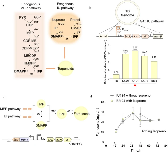 VanR-SsrA-mediated regulation of the farnesene synthetic pathway in Halomonas bluephagenesis via the isopentenol utilization (IU) pathway for DMAPP/IPP precursor enhancement. (a) Schematic of the methylerythritol phosphate (MEP) pathway and isopentenol utilization (IU) pathway in H. bluephagenesis.