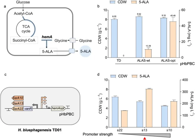 VanR-SsrA-mediated 5-aminolevulinic acid (5-ALA) biosynthesis in Halomonas bluephagenesis. (a) Schematic diagram of the 5-aminolevulinic acid (5-ALA) biosynthesis pathway. (b) CDW and 5-ALA production of H. bluephagenesis harboring pHbPBC-VanR- SsrA22-hemA-wt (named ALAS-wt) and pHbPBC-VanR-SsrA22-h