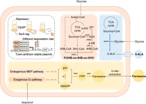 Degradation tag-regulated transcription factor toolkit for g