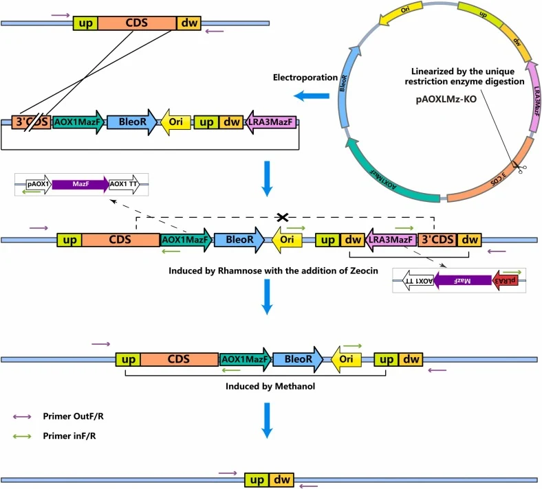 Knockout process: the target 3′ homologous region serves as the integration site. This figure illustrates the genotypic alterations during the knockout process. “Primer OutF/R” bind to genomic sequences outside the integrated plasmid, whereas “Primers inF/R” bind to regions within the integrated pla