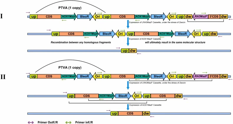 The effect of PTVA on pop-out events - genotypic alterations. I: LRA3MazF Cassette was lost by the recombination of target “dw” DRs When expression of the target gene is suppressed, survival pressure is induced, triggering the PTVA phenomenon between the two target “up” DRs containing the target-gen
