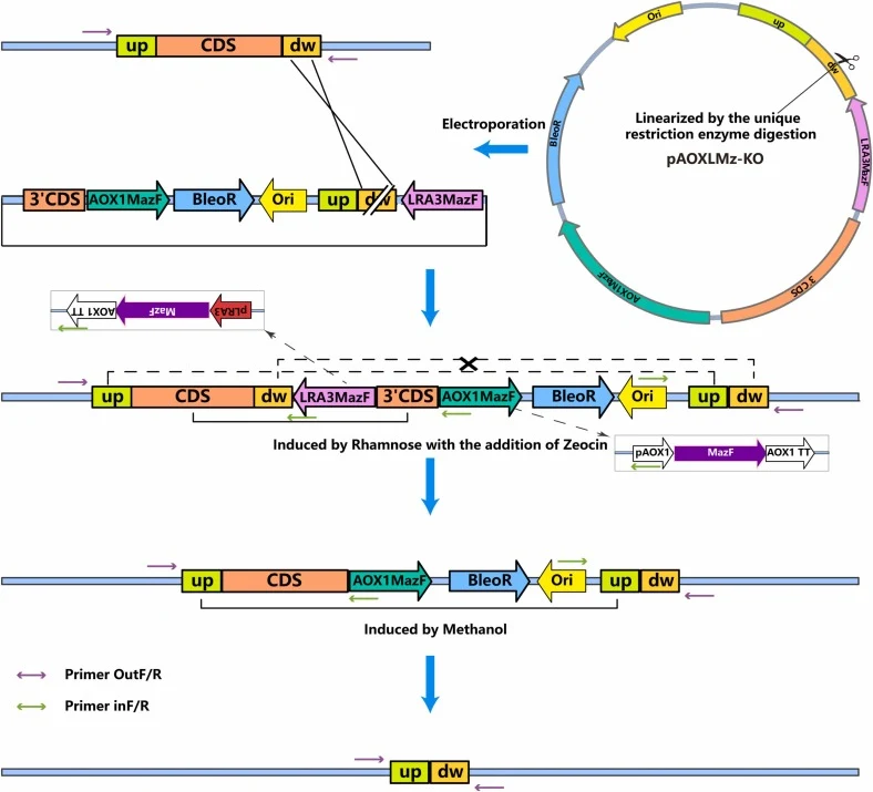 Knockout process: the target downstream homologous region serves as the integration site. This figure illustrates the genotypic alterations during the knockout process. For site-specific integration at the downstream homologous region, pAOXLMz-KO is linearized at the unique restriction site within t