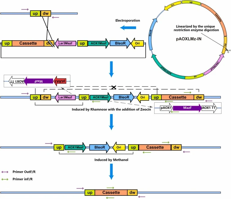 Knockin process: the target downstream homologous region serves as the integration site. The seamless knockin vector pAOXLMz-IN differs from the knockout vector pAOXLMz-KO in that an additional knock-in sequence “Cassette” is inserted between the target “up” and “dw” DRs in the former, while its “3′