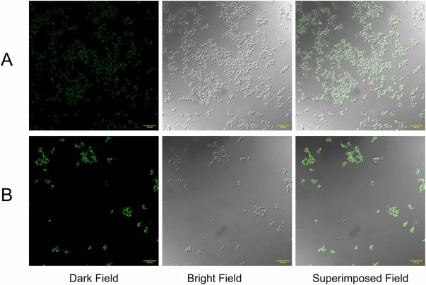 EGFP was integrated into the designated site. A: Result of plasmid pAOXLMz-Vps13⸬EGFP, the EGFP expression cassette driven by the constitutive GAP promoter was integrated into the Vps13 locus of GS115ΔVps13, and confocal laser scanning microscopy confirmed strong green fluorescent protein signals in